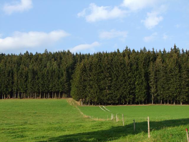 ... vor bewaldeten Hügeln.