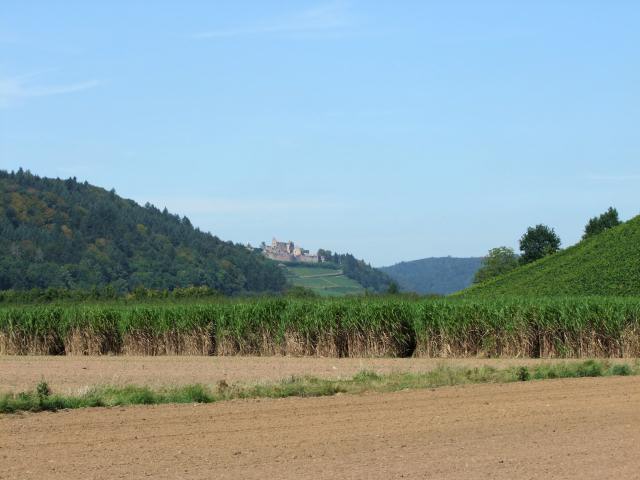 In der Nähe (zwischen Waldkirch und Emmendingen) findet man u.a. ...