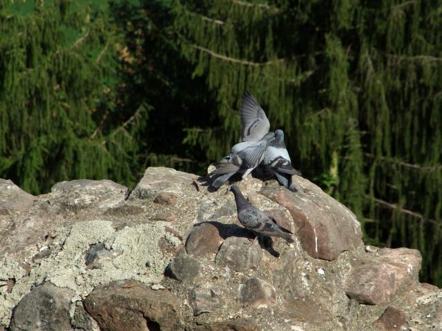 ... turtelnde Tauben ...