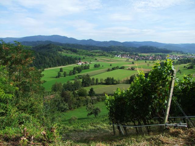 Wenn man dem Weg entlang der Mauer folgt, landet man an einem Weinfeld, das man allerdings erst nach der Ernte passierten durfte.