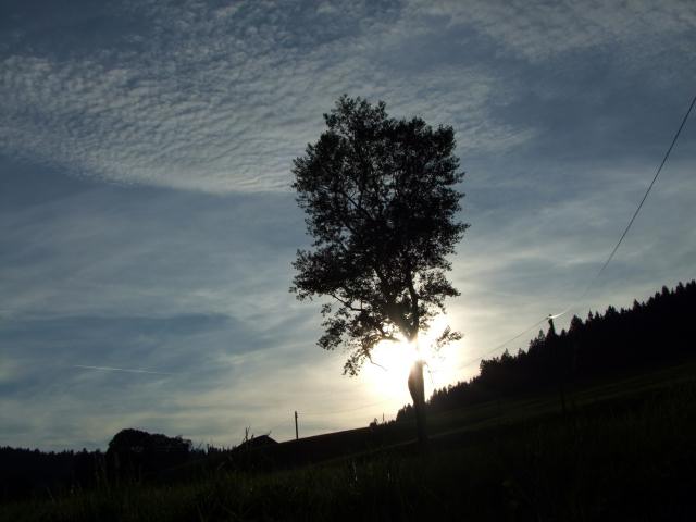 ... einen Blick auf die schwebende Baumkrone riskierten ...