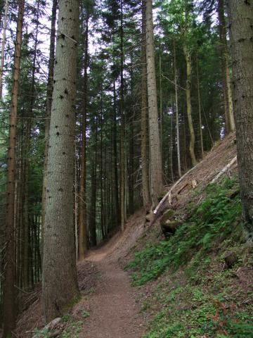 Der gemütliche Pfad schlängelte sich zeitweilig ...