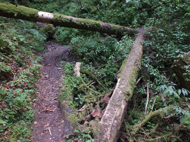 Hier konnte man sich entscheiden, ob man unter dem einen Baumstamm durch das Bächlein latschen oder über den anderen Stamm balancieren wollte.
