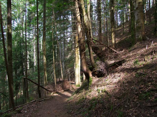 Die Sonne durchdrang den Wald ...