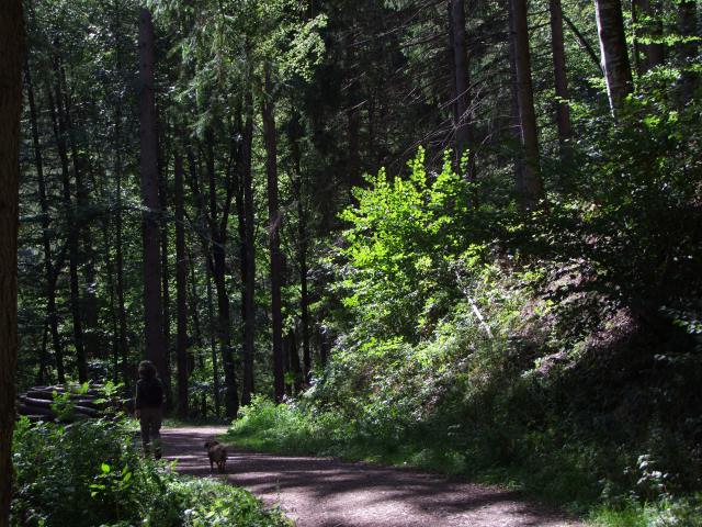 Dummerweise landeten wir ziemlich schnell auf einem breiten Weg.
