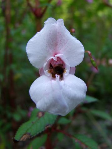 Die Biene krabbelte ...