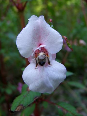 ... rückwärts aus der Blüte ...