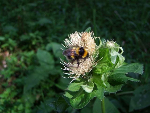 Der Hummel war das gleichgültig.