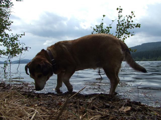 Pauline verlor das Interesse.