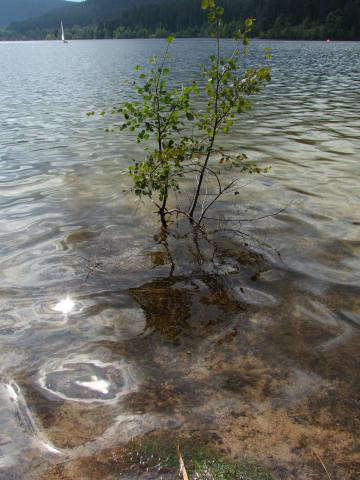 Der See führte augenscheinlich viel Wasser.