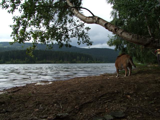 ... nicht besser werden wollte ...