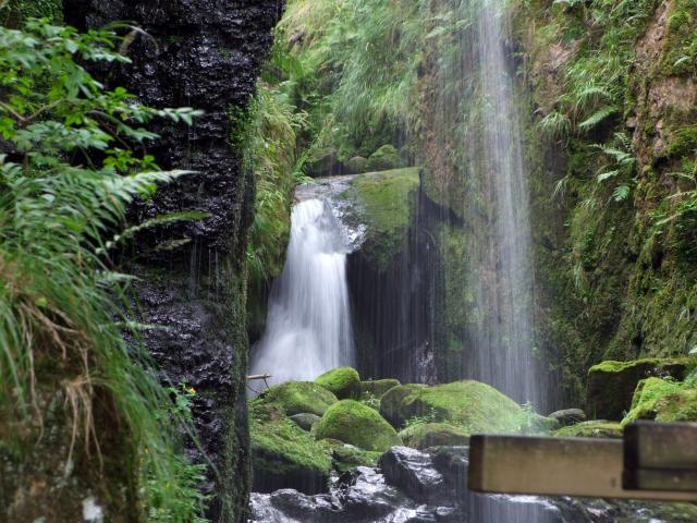 ... mit dekorativen ...