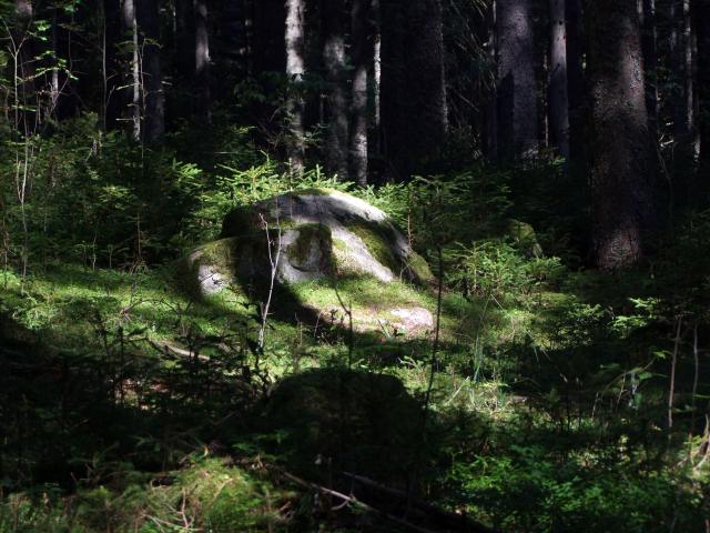 ... durch einen Wald ...