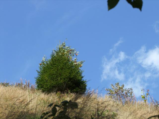 Hier glaubte ich, wie seien fast oben ...