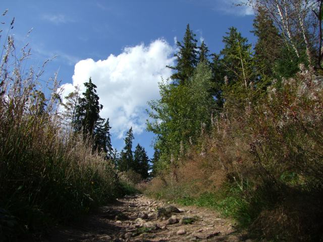 ... auf den Pfad ...