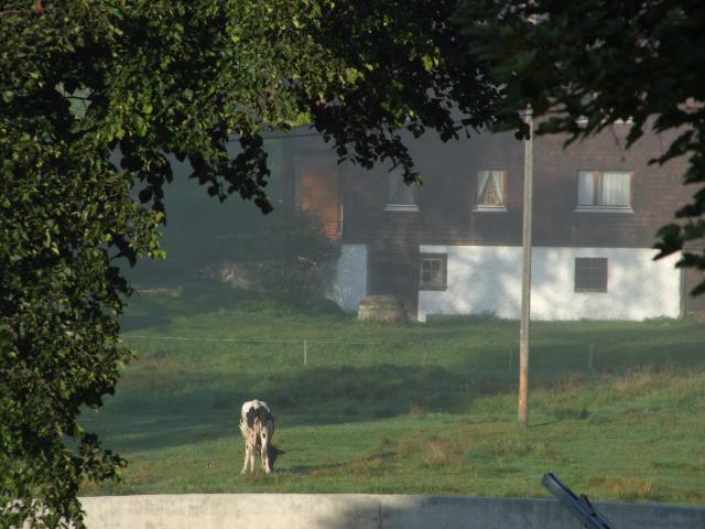 ... was die Kuh völlig ignorierte.