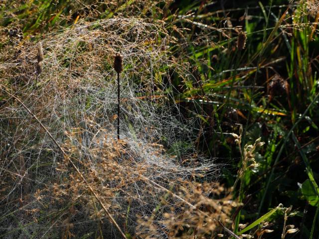 Das Gras hatte sich ...