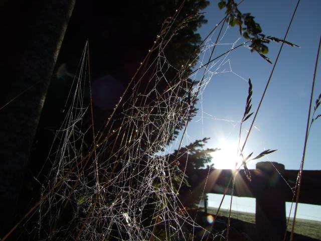 ... mit wässrigen Juwelen geschmückt.