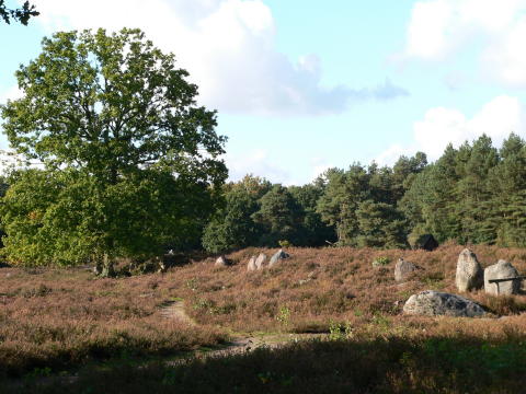 Meine erste Begegnung mit der Heide.