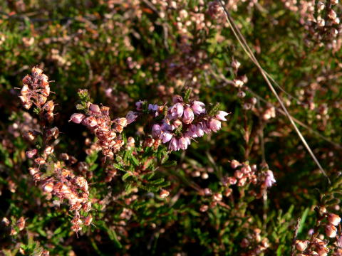 Das ist blühende Heide.