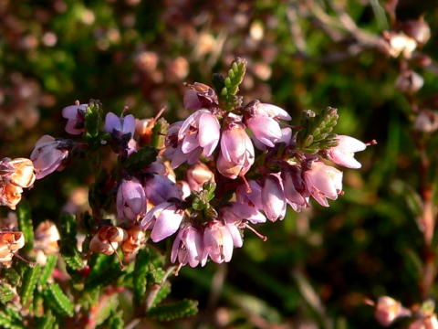 Der Unterschied: blühende Heide