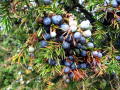 Manche Büsche hatten ganz viele Beeren.