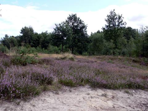 ... wie Heide in voller Blüte aussehen wird.