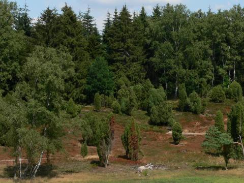 Die Heide war hier auch verbrannt...