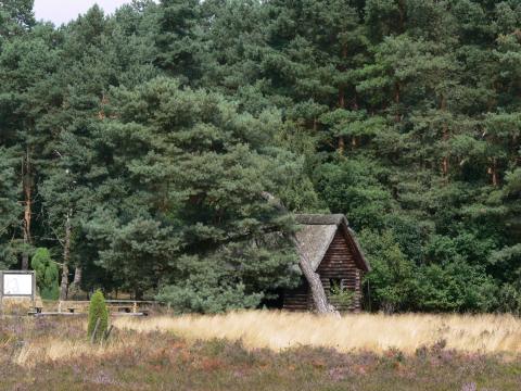... oder eine Kieferhütte?