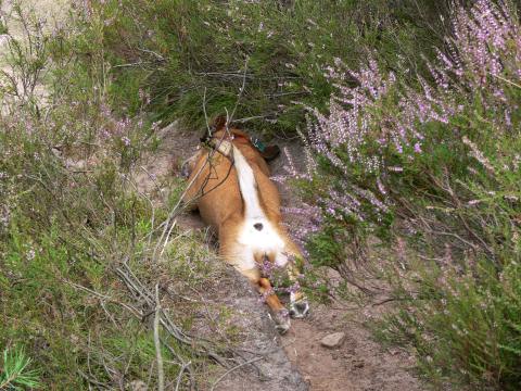 ... liebe ich die Heide!