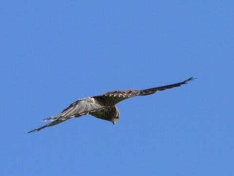 fliegen müßte man können!