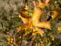 Herbstblatt
