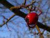 Frucht mit Wassertropfen