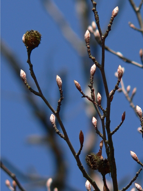 fruehling01.jpg