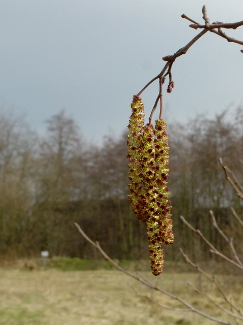 fruehling03.JPG