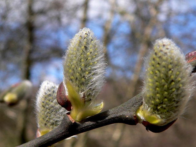 fruehling05.jpg