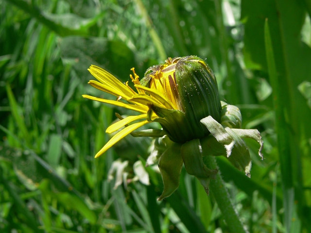 fruehling15.jpg