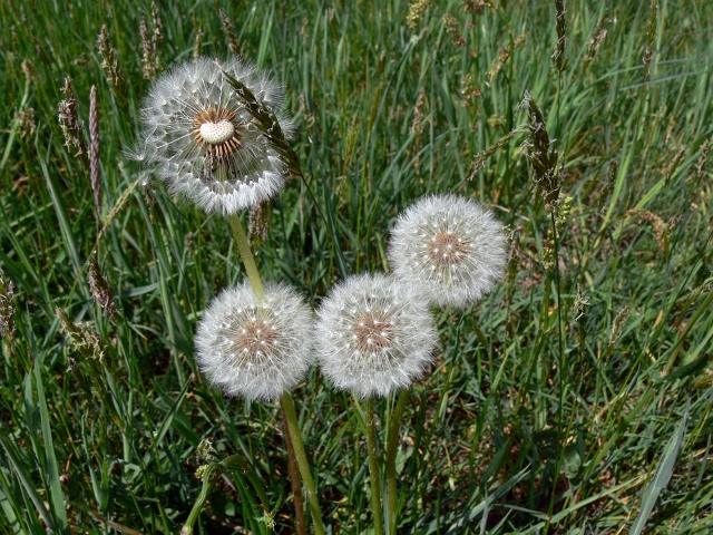 fruehling17.JPG