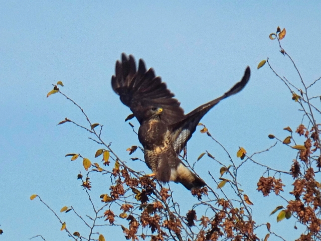 bussard02.JPG