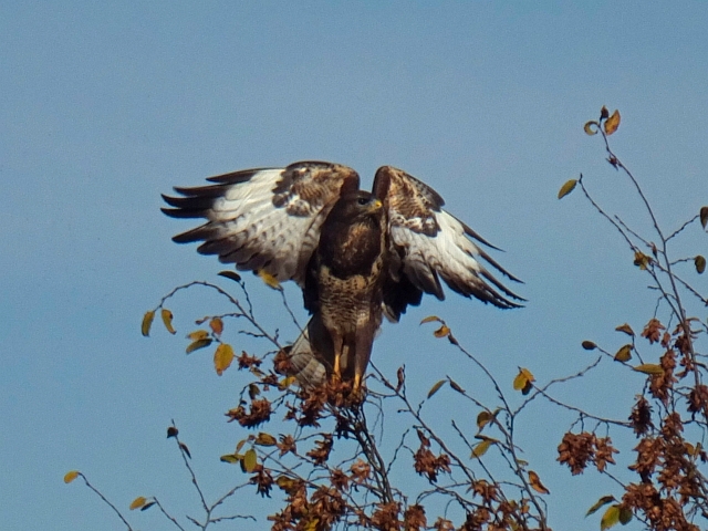 bussard03.JPG