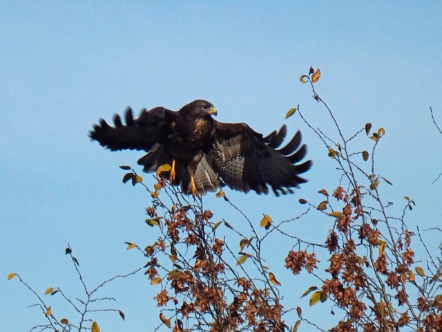 bussard04.JPG