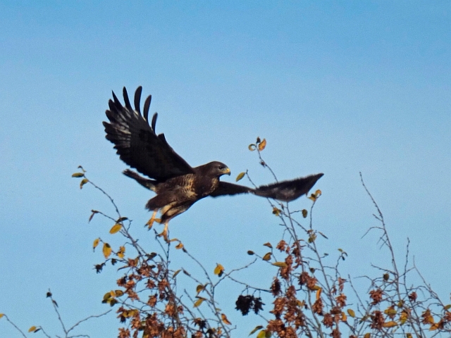 bussard05.JPG