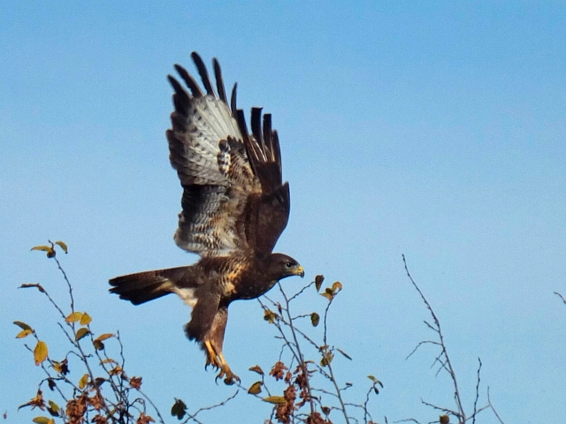 bussard06.JPG