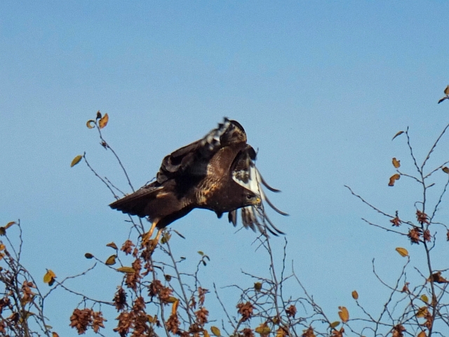 bussard07.JPG