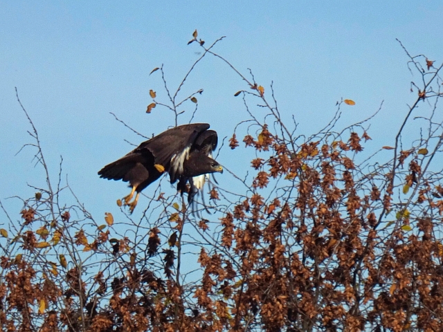 bussard08.JPG