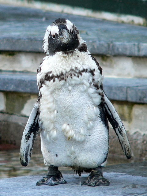 pinguin.jpg