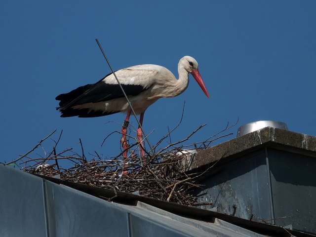 storch01.JPG