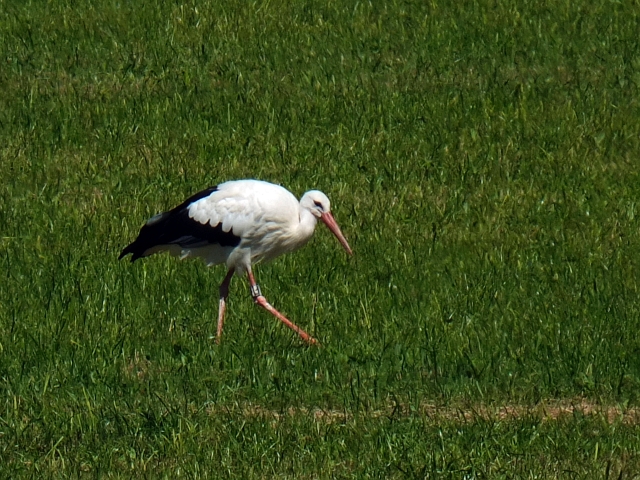 storch02.JPG