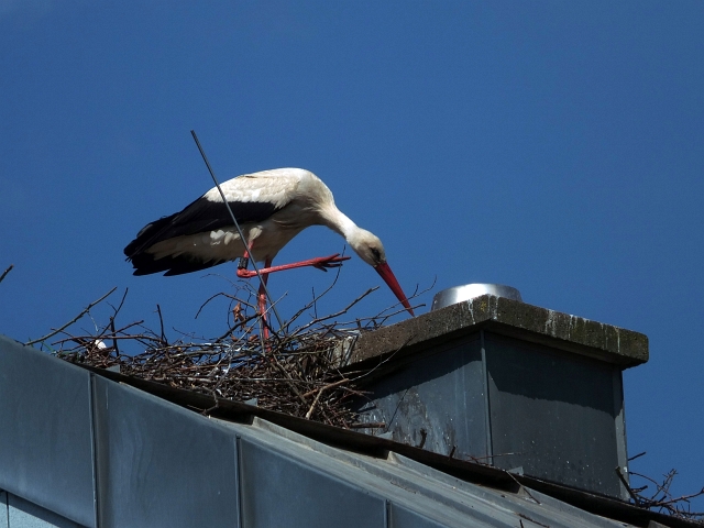 storch03.JPG