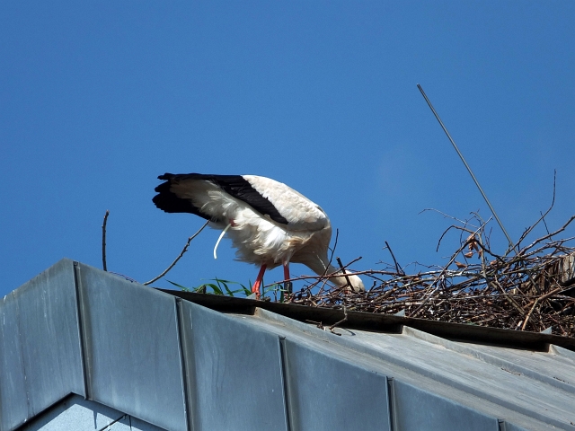 storch04.JPG